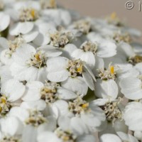 Yarrow